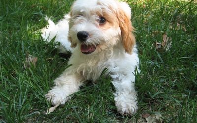 Our Search for a Pup – Part 1