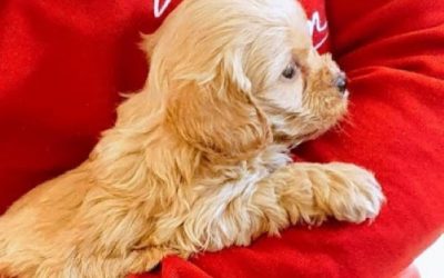 Meet Bertie! Our Search for a Pup, Part 2