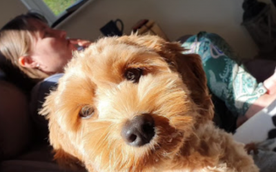 Six months on – the Man who Didn’t Want a Dog